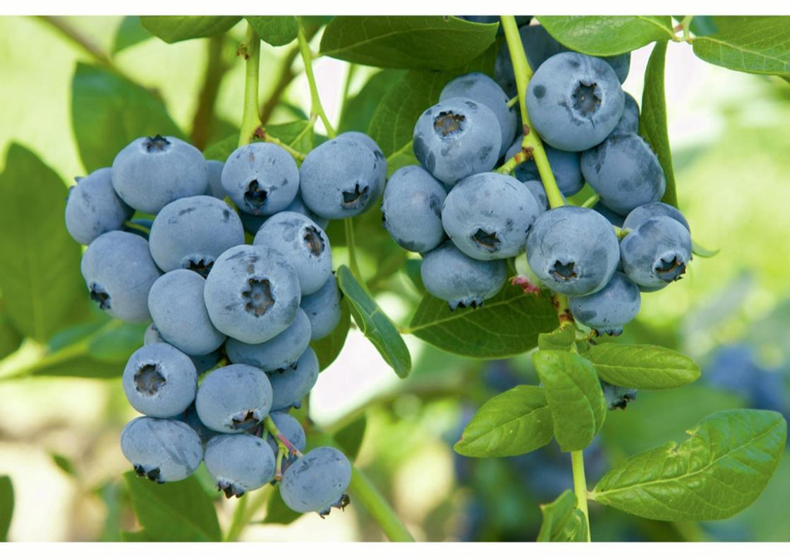 Blueberries can cut dementia risk Article
