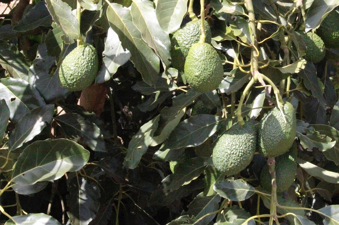 Kenyan avocados braced for competition in East Asia | Article | Fruitnet