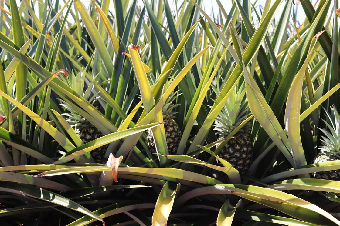 Malaysian pineapples primed for tech upgrade Article