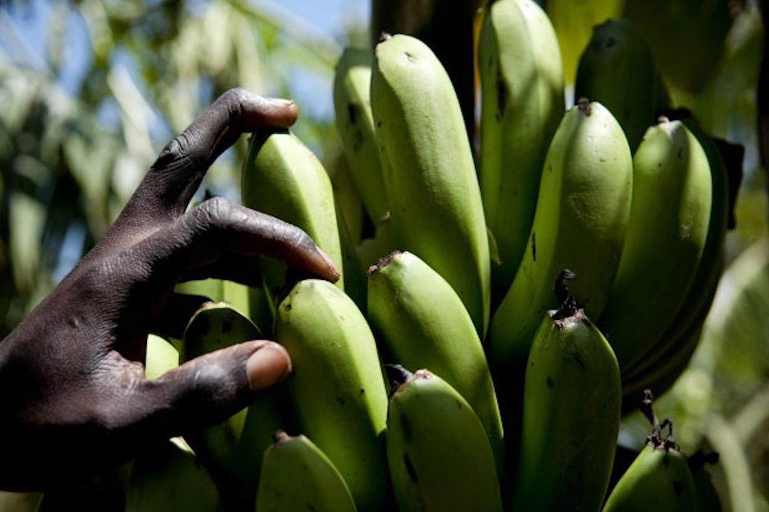 Roadmap agreed for living wages in Côte d’Ivoire Article