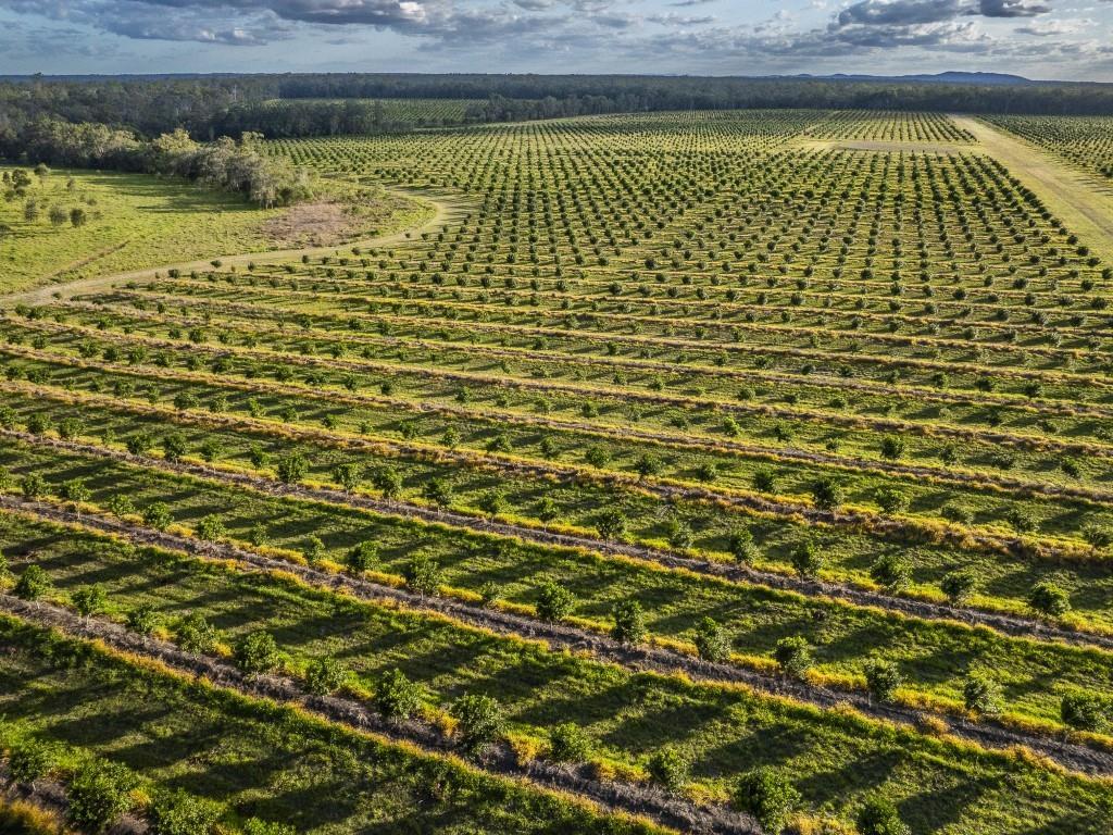Bundaberg macadamia orchard sales attract international interest