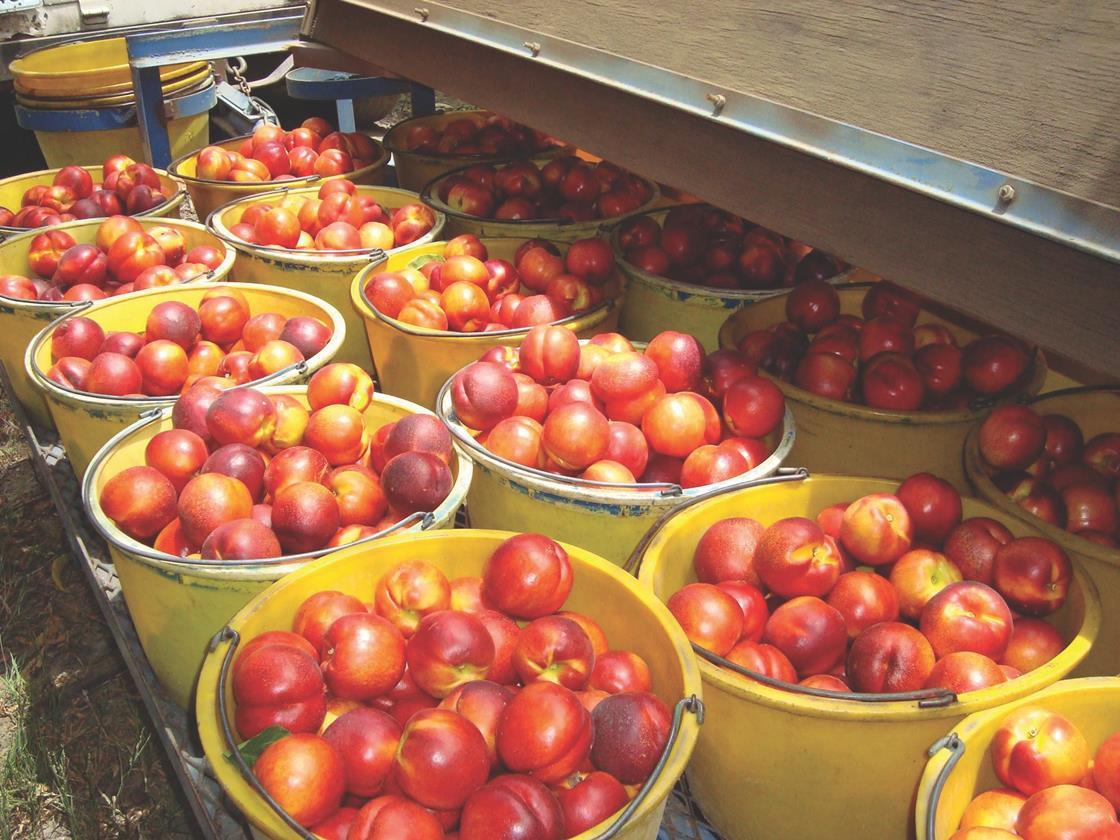 Vietnam grants market access for California peaches and nectarines