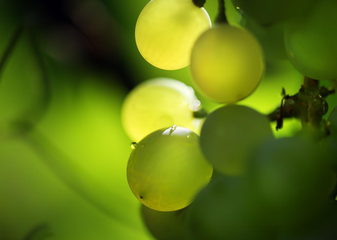 AM Fresh expands into Asia Article