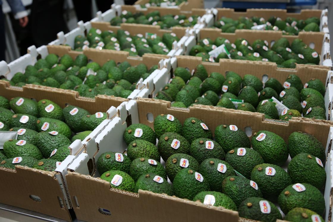 China opens doors to Philippine avocados | Article | Fruitnet