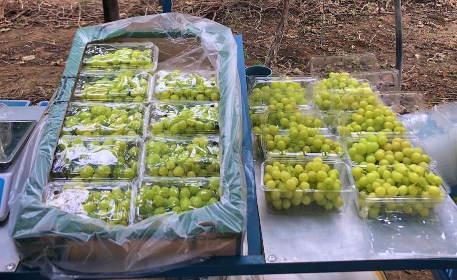 Earliest Southern African grapes harvested Article