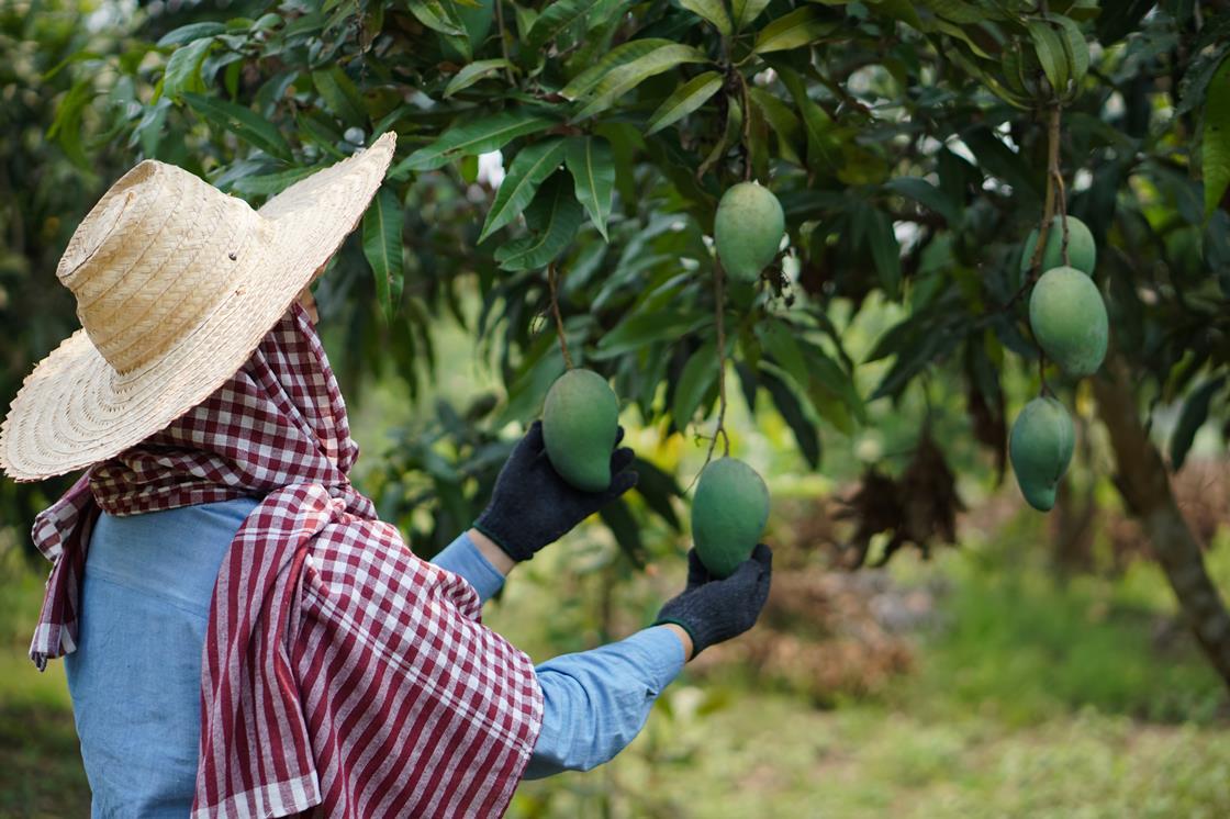 Labouro Thai fruit industry feels labour shortage stress | News | Fruitnet
