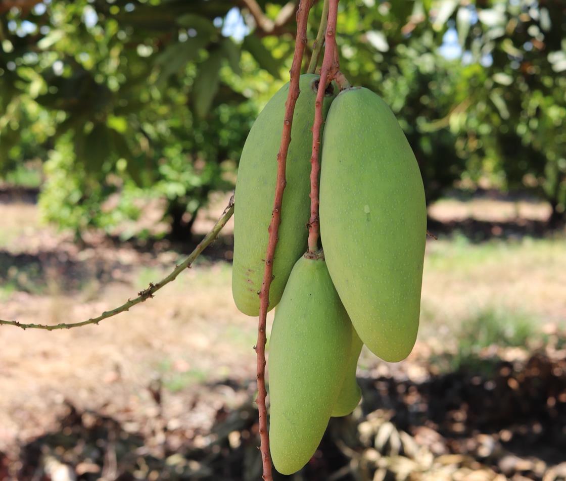 Vietnamese green mango imports double Article