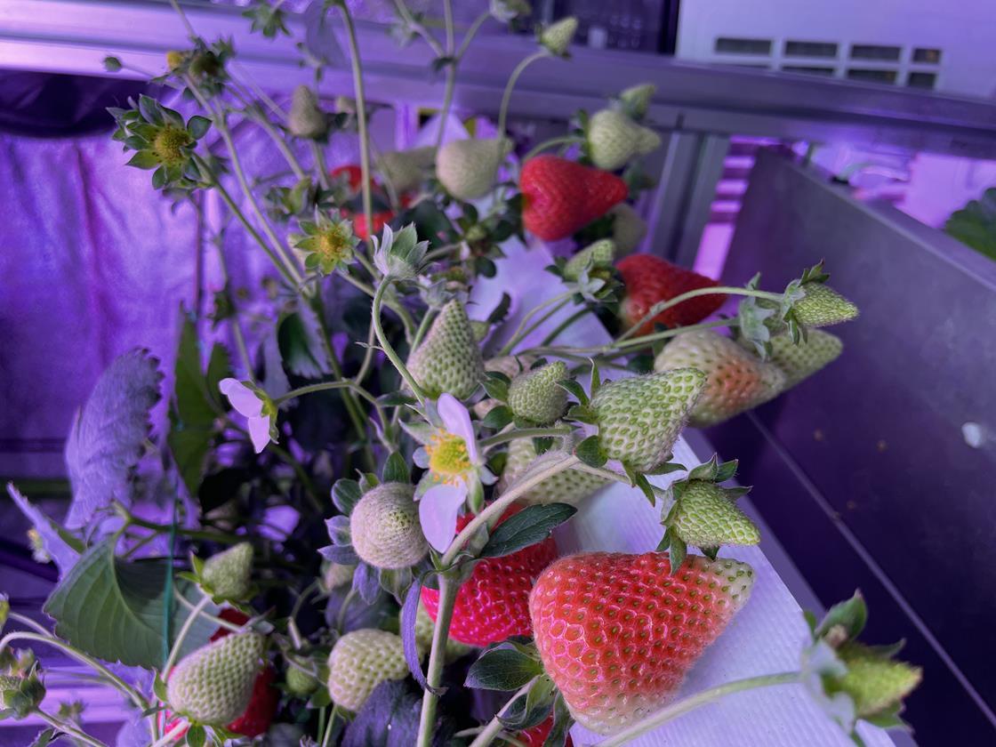 New project targets vertically farmed strawberry plants Article
