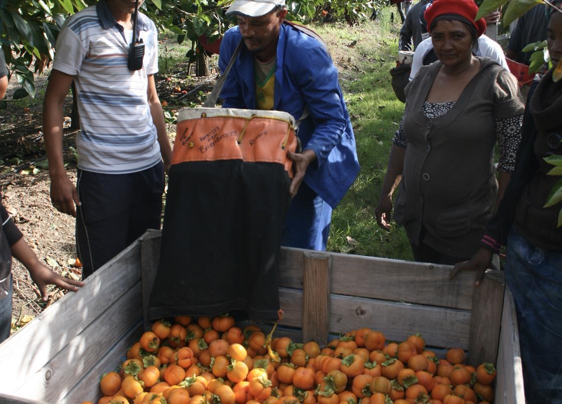 End of the Sharon fruit dream in South Africa Article