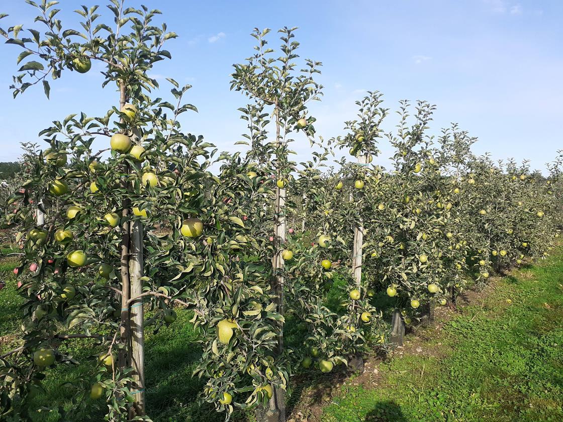 Webinar presents Tonik and Canopy apple varieties | Article | Fruitnet