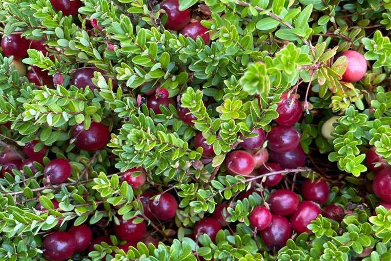 UK importer eyes extended cranberry demand beyond Christmas | News ...