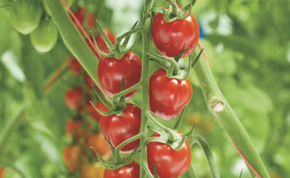 Enza Zaden talks tomato traits | News | Fruitnet