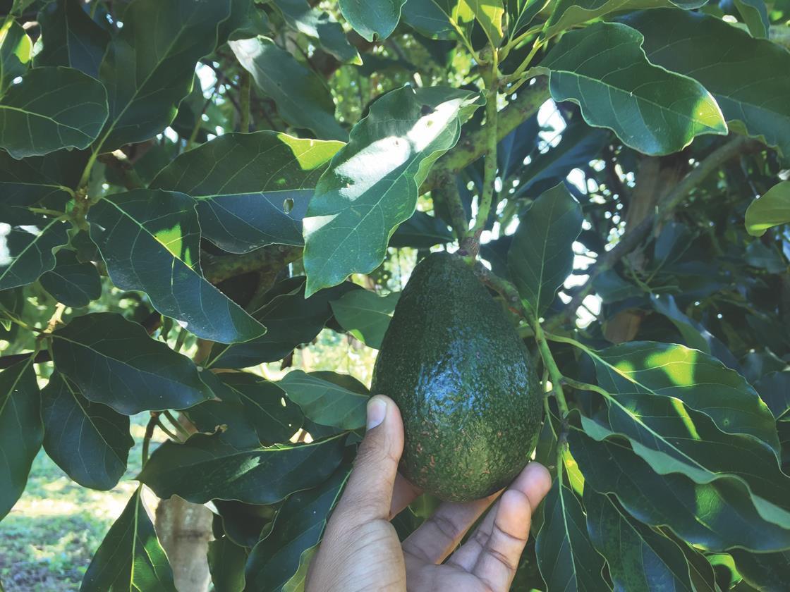 Varietal diversification next step for Myanmar avocado industry