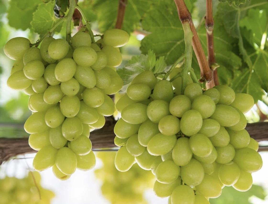 Come and see Puglia’s table grape renewal first-hand! | Article | Fruitnet