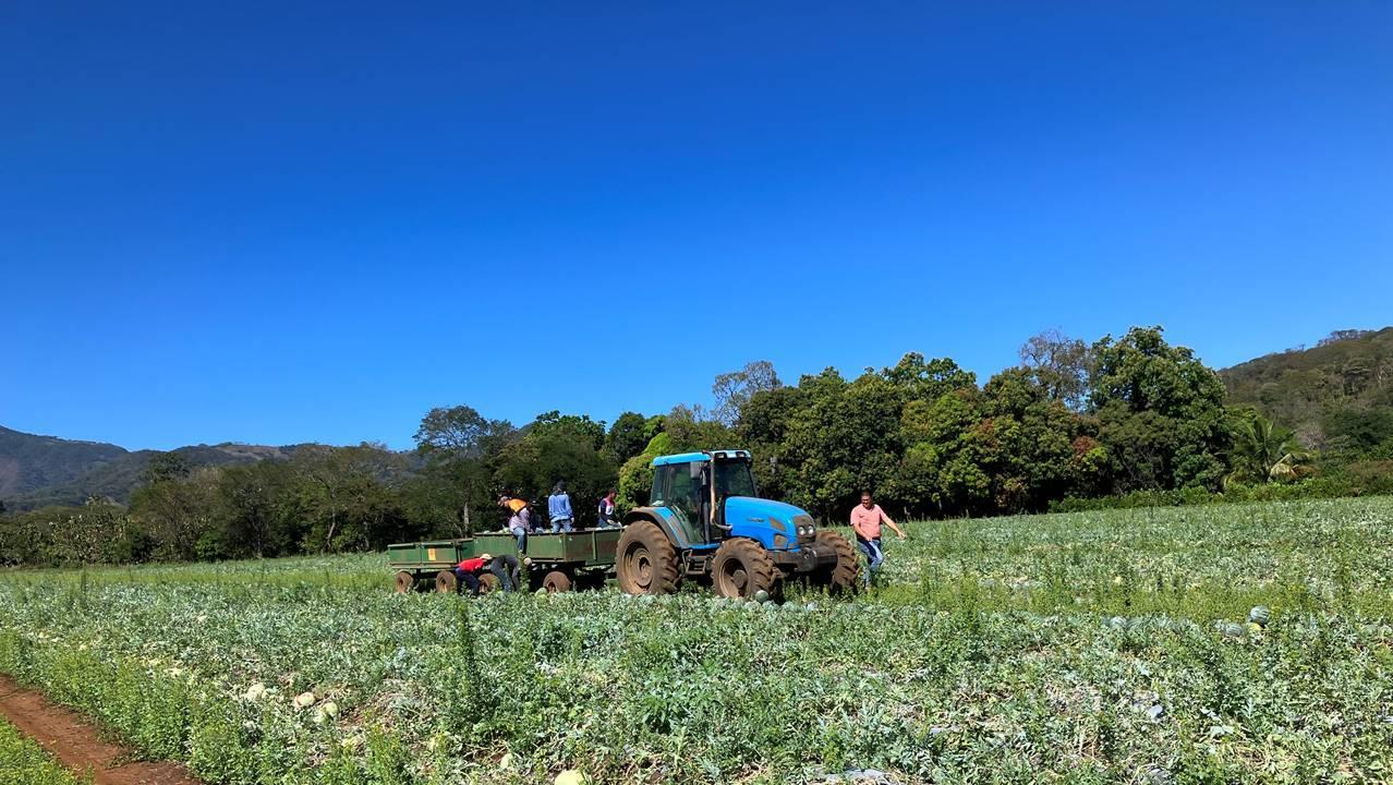Dutch duo bring fresh melon expertise to United Fruits Article
