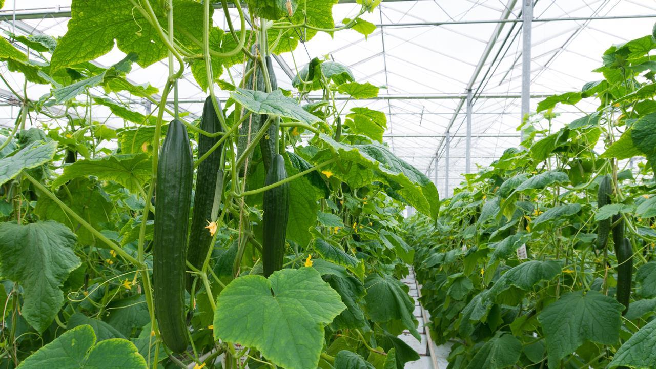 Uncertain future for UK cucumber sector | Features | Fruitnet