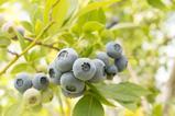 NZ VentureFruit blueberries credit The Bioeconomy-Science Institute