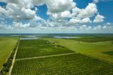 US Florida citrus groves AdobeStock_1070965754