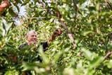 IT Vog Gala apple harvest credit Armin Huber