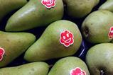 NL Migo pears