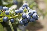 Morocco blueberries from left