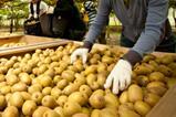 NZKGI New Zealand Kiwifruit orchard picking labour