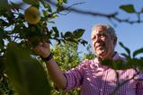 AdobeStock_557428907 Murcia lemon citrus grower