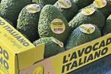 Italian Avocado Jingold