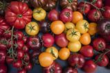 GEN tomatoes global-tomato-congress_532