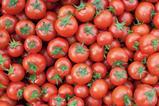 Generic tomatoes top down view Adobe Stock