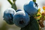 Complejo Agroindustrial Beta blueberries