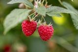 CH Swissfruit berries himbeeren-schweizer-obstverband_54626003284_l