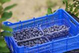 GE Keystone Agro blueberries 9