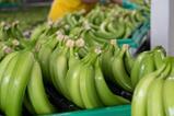 Bananas ready for export