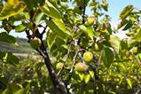 Southern Italy stonefruit Kölla Italia