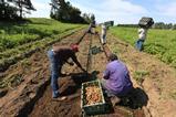 CA FVGC potato harvest