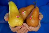 Opera pears