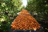 Argentina Entre Rios citrus