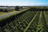 Zespri Tammy Hill orchard Bay of Plenty
