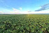 Fyffes banana farm Belize