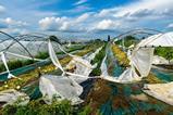 Destroyed greenhouse Cia Reggio Emilia