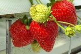 Kubo berry test 2 strawberries