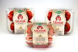 Ulisse tomatoes by Valfrutta Fresco