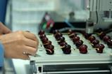 Maersk cherries in lab
