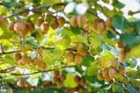 FR Haegeum Sofruileg kiwifruit