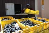 ZA Sati grape harvest