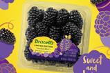 Driscolls Sweetest Batch Blackberries