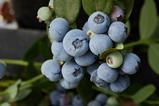 Fall Creek blueberries