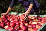 Vog organic Inored apples Armin Huber