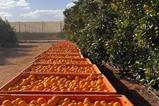 Hapag-Lloyd oranges South Africa